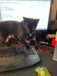 Little Idiot