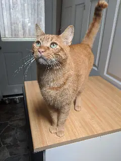 Linus