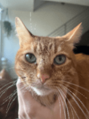 Linus
