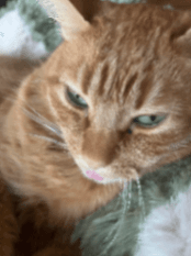 Linus