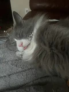 Gandalf