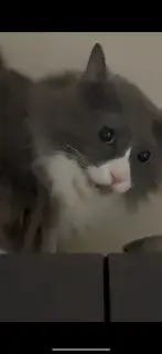 Gandalf