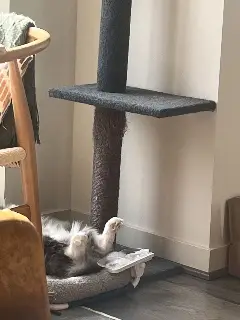 Gandalf
